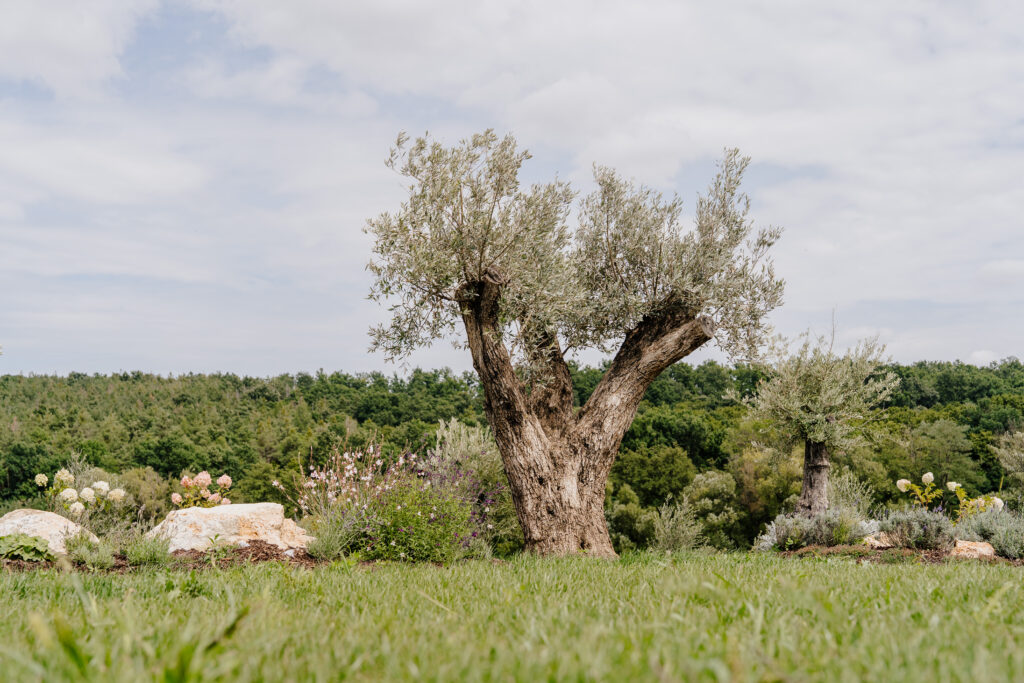 Heiraten unter dem Olivenbaum
Wedding beneath the olive trees
Bruiloft tussen de olijfbomen
