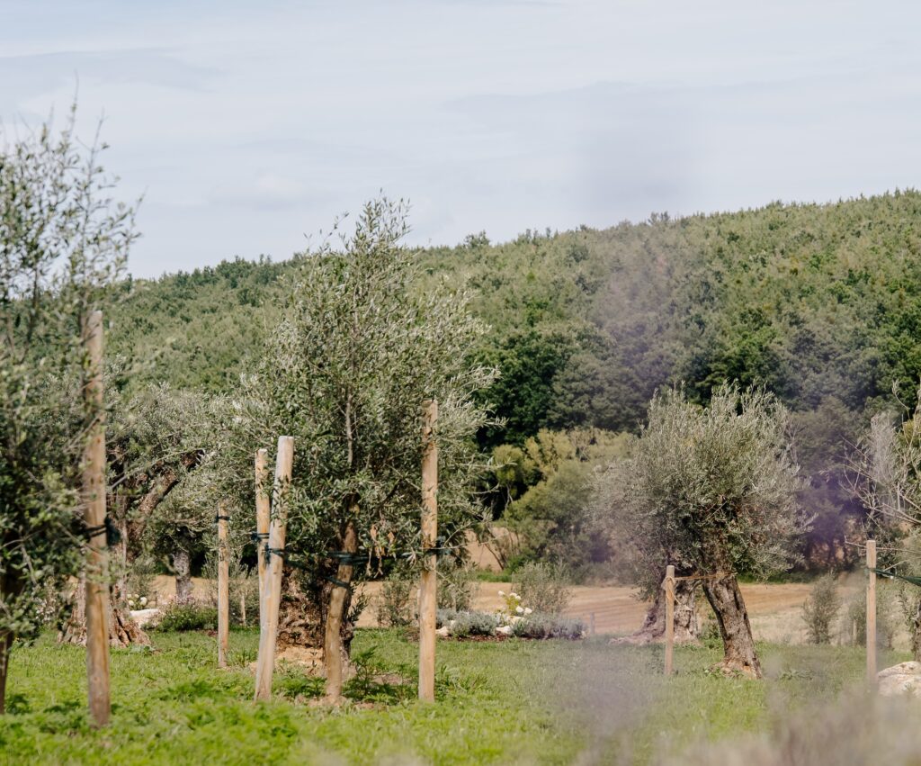 Heiraten im Olivenhain, auch in Oberpullendorf möglich, nicht nur in der Toskana
Wedding beneath the olive trees, not only in Tuscany, also in Austria
Bruiloft tussen olijfbomen, niet alleen in Toscane, ook in Oostenrijk mogelijk